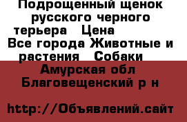 Подрощенный щенок русского черного терьера › Цена ­ 35 000 - Все города Животные и растения » Собаки   . Амурская обл.,Благовещенский р-н